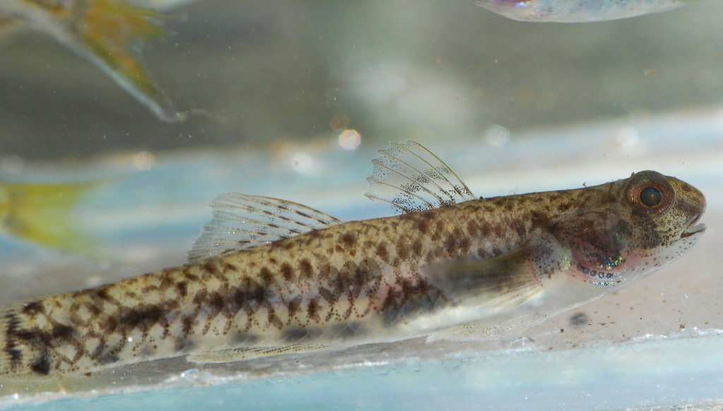 Bandtail Snubnose Goby