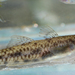 Pseudogobius hoesei - Photo (c) Leo O, some rights reserved (CC BY-NC), uploaded by Leo O