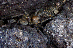 Anoteropsis aerescens