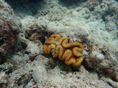 Lobophyllia hataii
