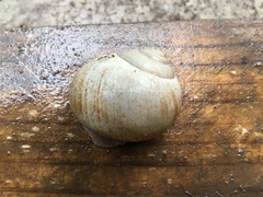 Xanthomelon pachystylum