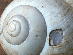 Xanthomelon pachystylum