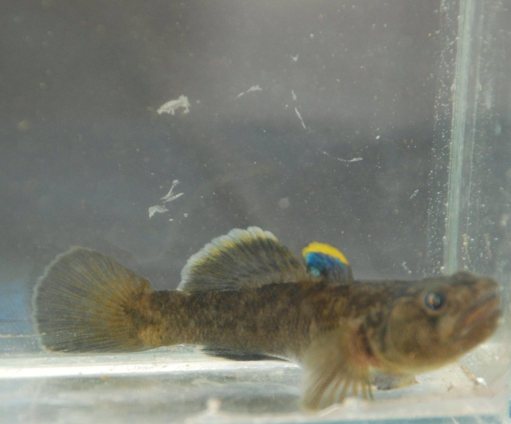 Finke goby (Chlamydogobius japalpa) — Gobiidae