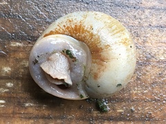 Xanthomelon pachystylum