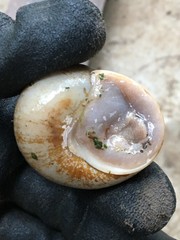 Xanthomelon pachystylum