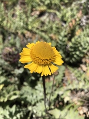 Helenium bigelovii