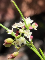 Platysace heterophylla