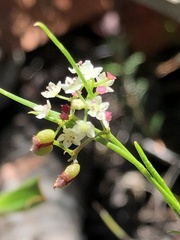 Platysace heterophylla
