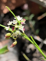 Platysace heterophylla