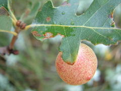Atrusca brevipennata