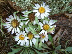 Townsendia grandiflora