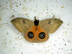 Automeris liberia