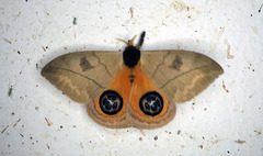 Automeris liberia