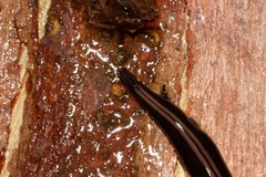 Platydemus victoriae