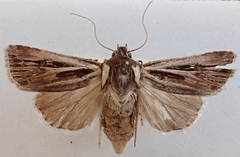 Agrotis innominata