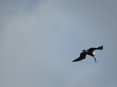 Pelecanus occidentalis