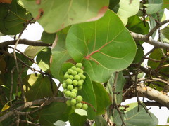 Coccoloba uvifera