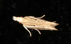 Eutorna leptographa