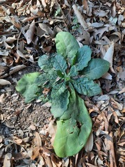 Nicotiana repanda