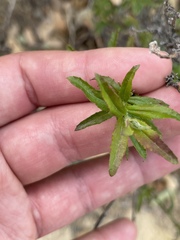 Baccharis plummerae plummerae