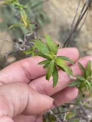 Baccharis plummerae plummerae