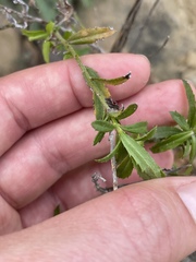 Baccharis plummerae plummerae