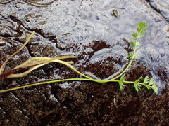 Chaerophyllum colensoi