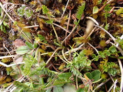 Chaerophyllum colensoi