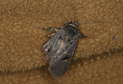 Proteuxoa cinereicollis