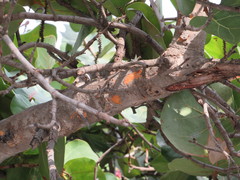 Coccoloba uvifera