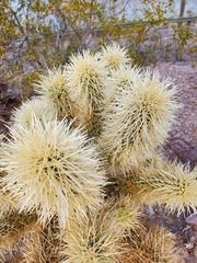 Cylindropuntia bigelovii