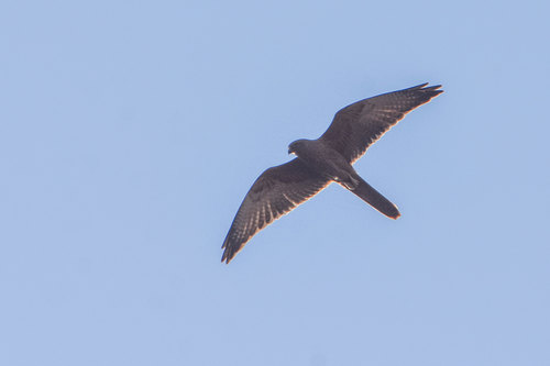 Fox Kestrel (Falco alopex), photo 5