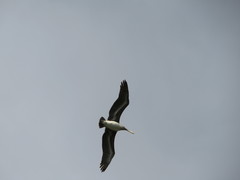 Pelecanus occidentalis