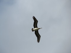 Pelecanus occidentalis