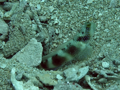 Cryptocentrus fasciatus