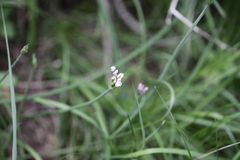 Allium praecox