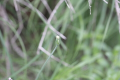 Allium praecox