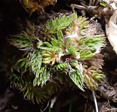 Anisotome imbricata prostrata