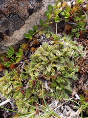 Anisotome imbricata prostrata