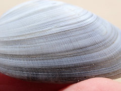 Venerupis galactites