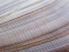 Venerupis galactites