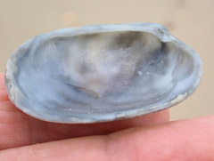 Venerupis galactites