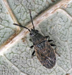 Peritrechus angusticollis