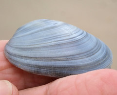 Venerupis galactites