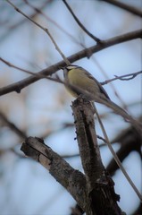 Parus major