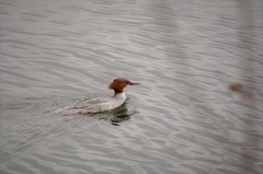 Mergus merganser