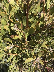 Arctostaphylos parryana