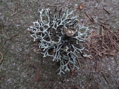 Hypogymnia inactiva