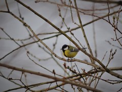 Parus major