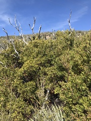 Arctostaphylos parryana